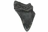 Partial, Fossil Megalodon Tooth - South Carolina #300143-1